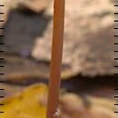 znalezisko 20051005.9.05 - Mycena crocata (grzybówka szafranowa); Słowacja, Strazowskie Vierchy, Pruzina