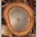 Humaria hemisphaerica (ziemica półkulista)