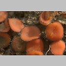 Scutellinia trechispora (wÅ‚oÅ›niczka szorstkozarodnikowa)