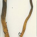 znalezisko 20051008.9.05 - Cordyceps ophioglossoides (maczużnik nasięźrzałowy); Slovakia, Strazovske vrchy Mts., Pruzina-Briestenne, Preserve Briestenske skaly (BRI1, Q6977c)