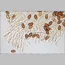 znalezisko 19990929.12.99 - Leratiomyces squamosus (łysiczka łuskowata); Dolny Śląsk, lasy milickie