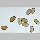 znalezisko 19991006.13.99 - Leratiomyces squamosus (łysiczka łuskowata); Dolny Śląsk, lasy milickie