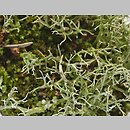znalezisko 20060819.15.06 - Cladonia furcata (chrobotek widlasty); Wieprznica-Gostomie k. Kościerzyny
