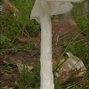 znalezisko 20060824.1.06 - Amanita virosa (muchomor jadowity); okolice Kościerzyny