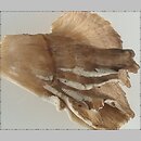znalezisko 20060921.4.06 - Grifola frondosa (żagwica listkowata); Puszcza Białowieska