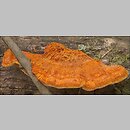 Pycnoporellus fulgens (pomarańczowiec błyszczący)