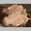 znalezisko 20060929.1.06 - Rigidoporus crocatus (twardoporek czerniejący); Puszcza Białowieska