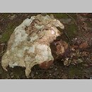 znalezisko 20080830.1.08 - Caloboletus radicans (gorzkoborowik korzeniasty); Góry Kaczawskie