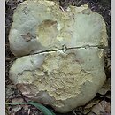 znalezisko 20100820.7a.10 - Butyriboletus fechtneri (masłoborowik blednący); Krowiarki na Ziemi Kłodzkiej