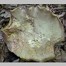 znalezisko 20100820.7b.10 - Butyriboletus fechtneri (masłoborowik blednący); Krowiarki na Ziemi Kłodzkiej