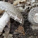 znalezisko 20121006.1.12 - Amanita spissa (muchomor twardawy); Strzelin, ok. Dębniki