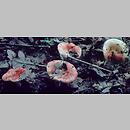 znalezisko 19980704.10.98 - Russula luteotacta (gołąbek żółknący); Dolny Śląsk, dolina Odry