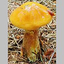 znalezisko 19980712.3.98 - Suillus grevillei (maślak żółty); Dolny Śląsk, lasy milickie