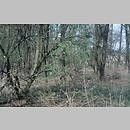 znalezisko 19990418.2.99 - Auricularia auricula-judae (uszak bzowy); Dolny Śląsk, okolice Obornik Śląskich