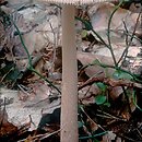 znalezisko 19990717.1.99 - Amanita fulva (muchomor rdzawobrązowy); Dolny Śląsk, okolice Twardogóry