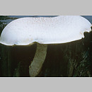 znalezisko 19990821.1.99 - Neolentinus lepideus (twardziak łuskowaty); Dolny Śląsk, okolice Twardogóry
