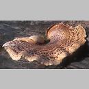 znalezisko 19990904.12.99 - Polyporus squamosus (żagiew łuskowata); Dolny Śląsk, Góry Bialskie