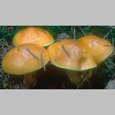 znalezisko 19991006.16.99 - Suillus grevillei (maślak żółty); Dolny Śląsk, lasy milickie