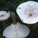 Melanoleuca verrucipes (ciemnobiaÅ‚ka brodawkowanotrzonowa)