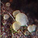 Hyalorbilia microscopica (szklannoguziczka mikroskopijna)