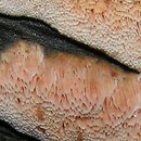 Mycoacia gilvescens (woszczyneczka Å¼Ã³Å‚knÄ…ca)