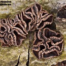 Sclerencoelia fascicularis (skleroorzechówka wiązkowa)