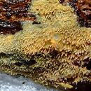 Mycoacia uda (woszczyneczka kolczasta)