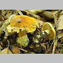 Cortinarius subgen. Myxacium sect. Vibratiles