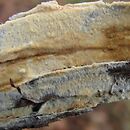 Amylostereum laevigatum (skórniczek jałowcowaty)