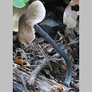 Entoloma placidum (dzwonkówka niebieskofioletowa)