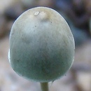Panaeolus alcis (kołpaczek łosiowy)