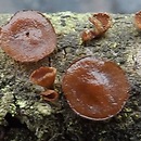 Encoelia tiliacea (orzechówka lipowa)