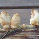 Coprinopsis subtigrinella