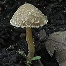 Psathyrella squamosa