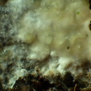 Colacogloea peniophorae (pÅ‚askolepnica powÅ‚ocznicowa)
