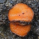 Scutellinia patagonica