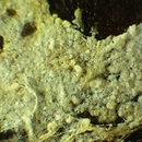 Cristinia helvetica (radłóweczka kosmkowata)