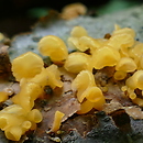 Guepiniopsis (kieliszkÃ³wka)