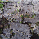 Peniophora lycii (powłocznica kulistorozwierkowa)