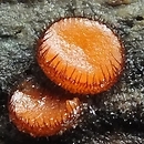 Scutellinia setosissima