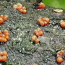 Grovesiella abieticola