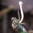 Ophiocordyceps forquignonii
