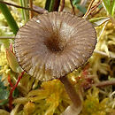 Arrhenia sphagnicola (pępówka torfowcowa)