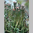 Cladonia gracilis (chrobotek wysmukÅ‚y)