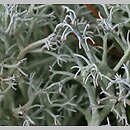 Cladonia arbuscula (chrobotek leśny)