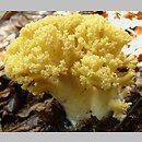 znalezisko 20070805.73610.ah - Ramaria flava (koralówka żółta); Olchowiec, pow. krośnieński