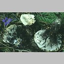 znalezisko 19880800.1.bc - Hydnellum suaveolens (kolczakówka wonna); Zborov, Słowacja – w lesie świerkowym z bukami i brzozami