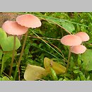 znalezisko 00010000.22.bk - Mycena rosella (grzybówka różowawa); Lasy Środkowopomorskie