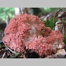 znalezisko 20080821.120890.jgadek - Ramaria botrytis (koralówka czerwonowierzchołkowa); Przyjezierze, woj. pomorskie
