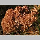 znalezisko 20090808.1.jgadek - Ramaria botrytis (koralówka czerwonowierzchołkowa); Biesowice, woj.pomorskie